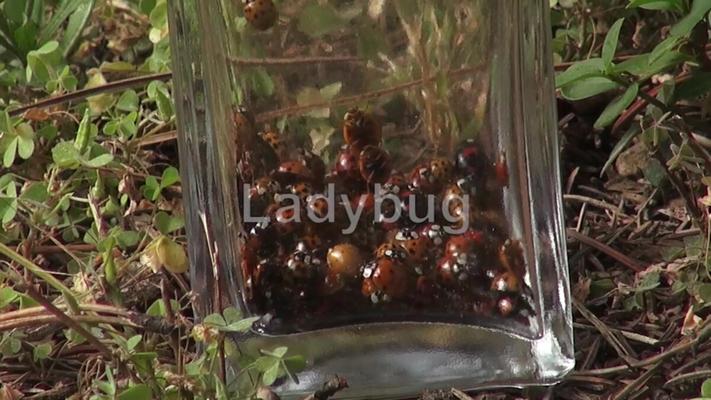 [715 МБ] [QueenSnake.com / Queensect.com] Ladybug / Божьи коровки [2015, Pussy Torment, Vibrator, Outdoor, Insect, Bugs, Ladybug, 720p, DLVersion]