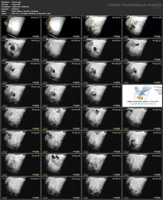 [85,2 GB] Pacote de acompanhantes para casais com câmera escondida asiática 278 (150 clipes)